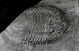 Massive Isotelus Trilobite - New York #19686-2